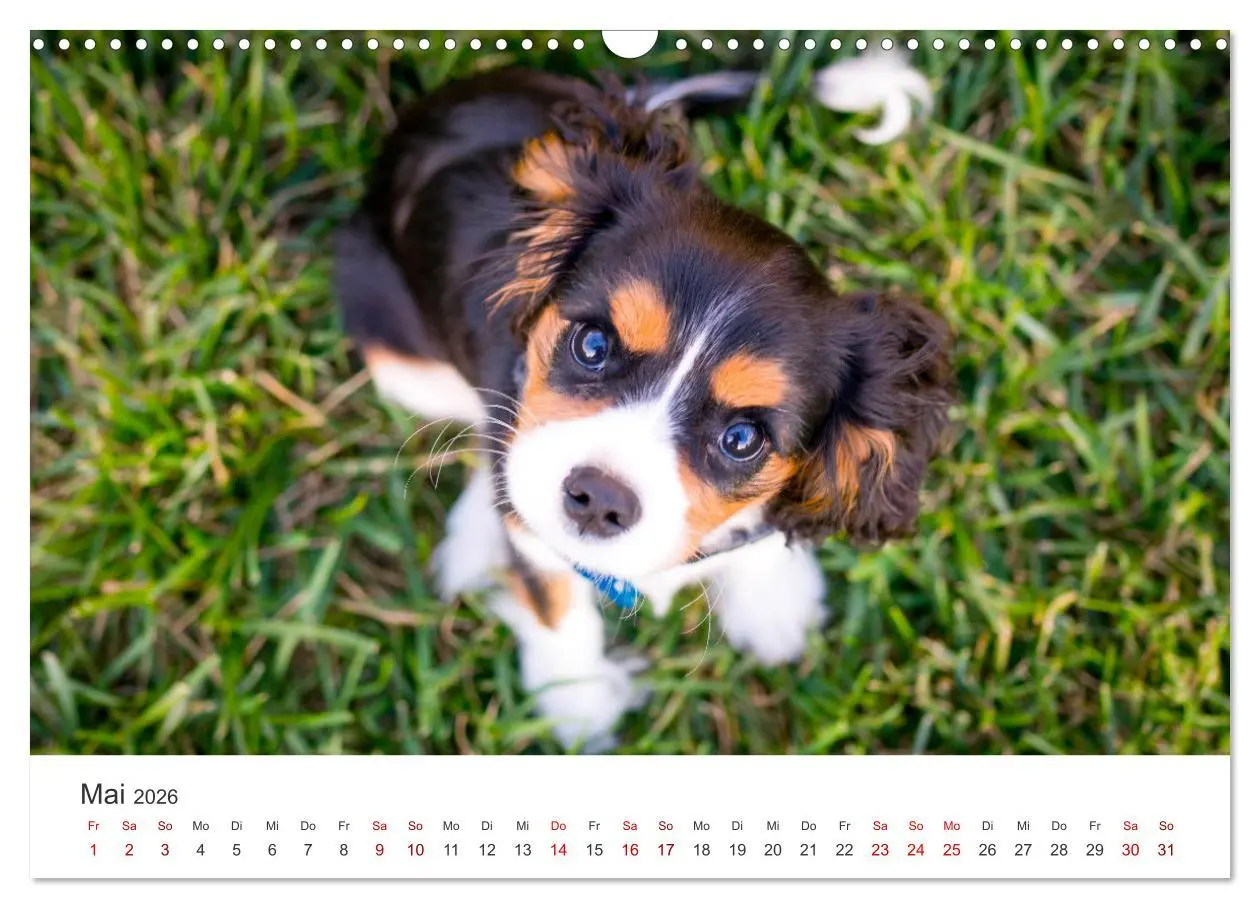 Bild: 9783457554470 | Puppies - Die niedlichsten Vierbeiner der Welt. (Wandkalender 2026...