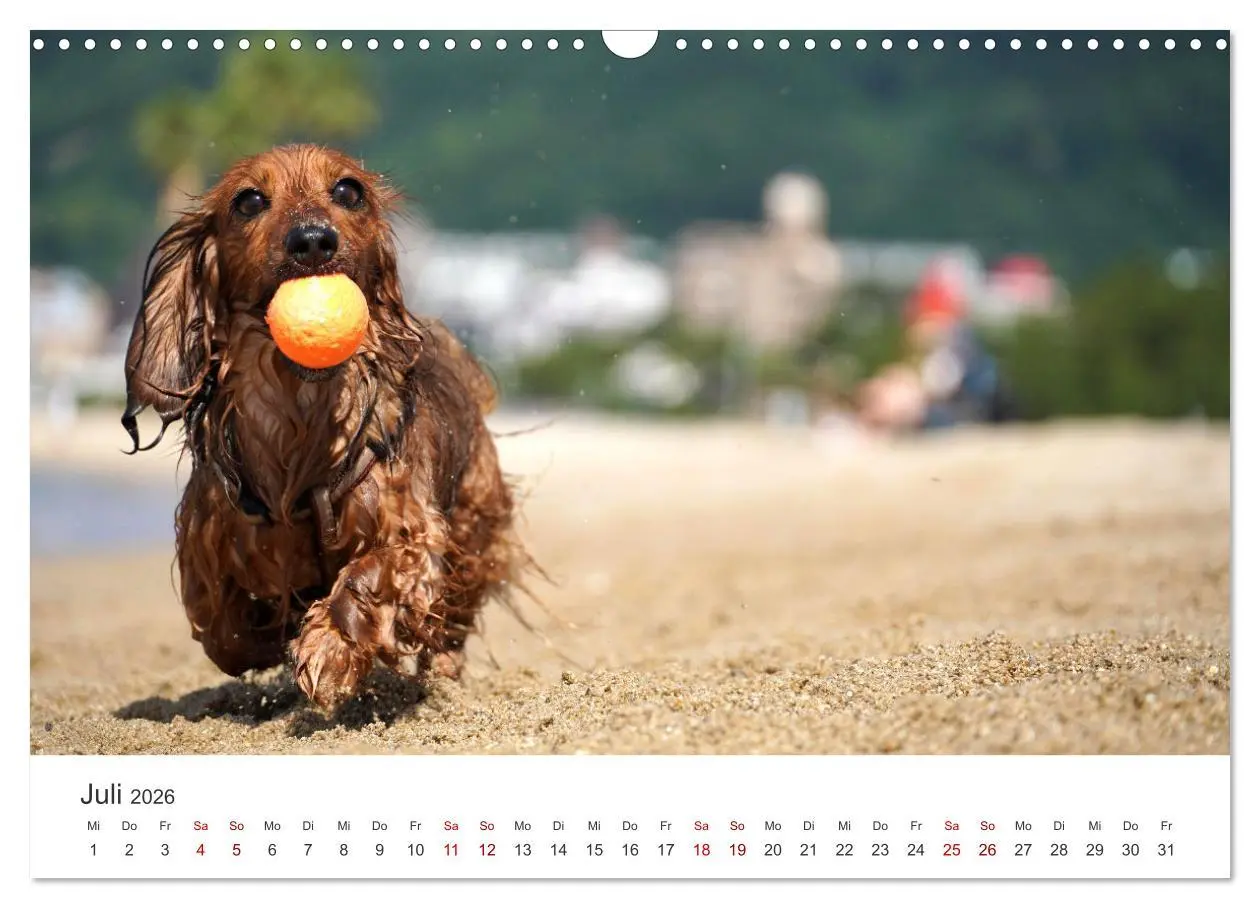 Bild: 9783457554470 | Puppies - Die niedlichsten Vierbeiner der Welt. (Wandkalender 2026...