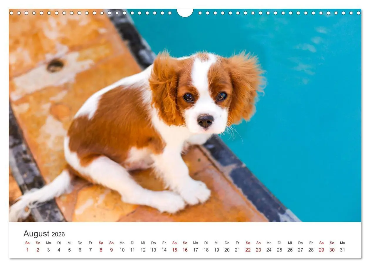 Bild: 9783457554470 | Puppies - Die niedlichsten Vierbeiner der Welt. (Wandkalender 2026...