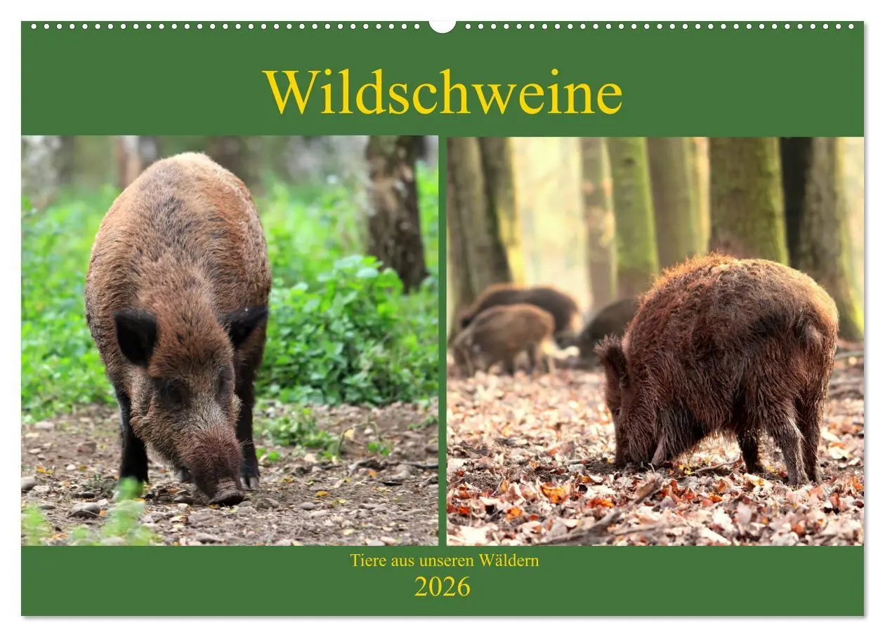 Cover: 9783457864470 | Wildschweine - Tiere aus unseren Wäldern (Wandkalender 2026 DIN A2...