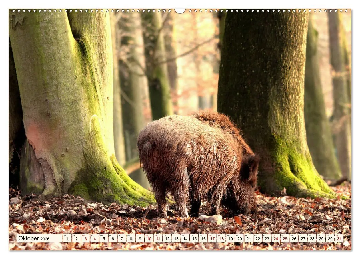 Bild: 9783457864470 | Wildschweine - Tiere aus unseren Wäldern (Wandkalender 2026 DIN A2...