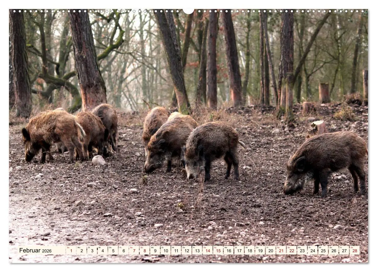 Bild: 9783457864470 | Wildschweine - Tiere aus unseren Wäldern (Wandkalender 2026 DIN A2...