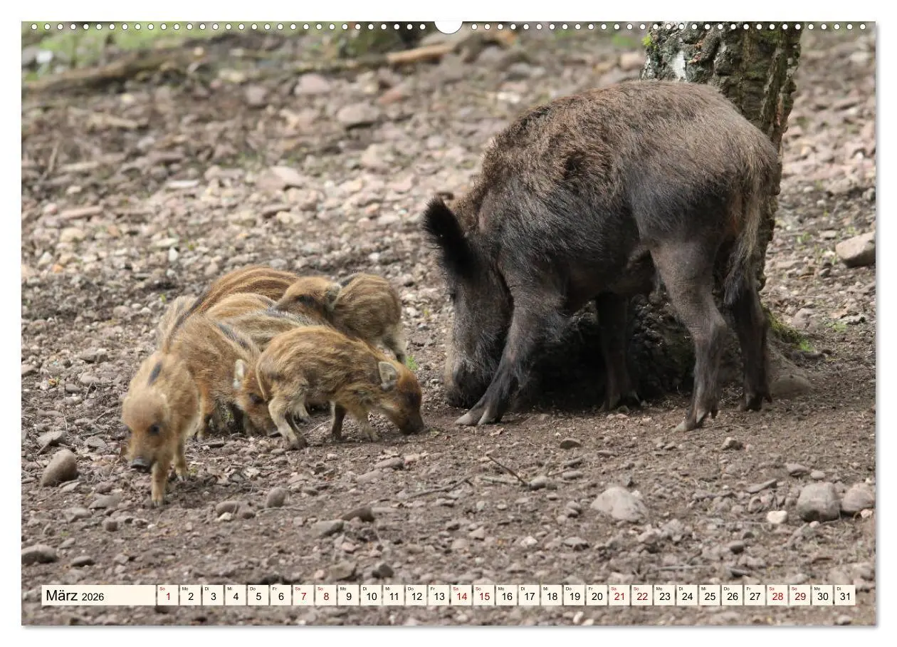Bild: 9783457864470 | Wildschweine - Tiere aus unseren Wäldern (Wandkalender 2026 DIN A2...