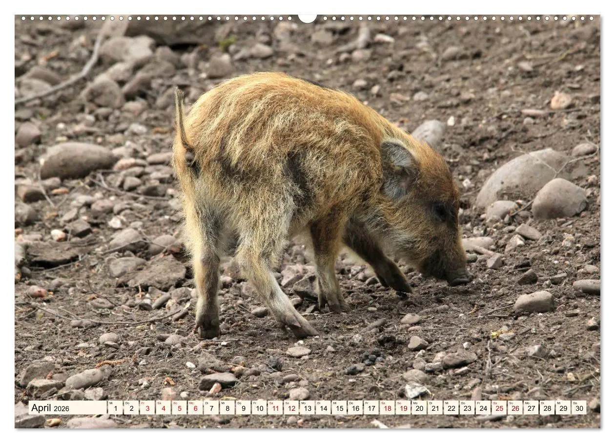 Bild: 9783457864470 | Wildschweine - Tiere aus unseren Wäldern (Wandkalender 2026 DIN A2...