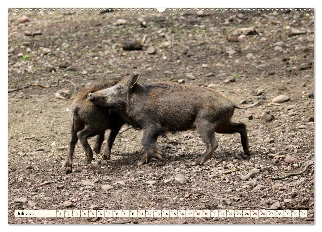 Bild: 9783457864470 | Wildschweine - Tiere aus unseren Wäldern (Wandkalender 2026 DIN A2...