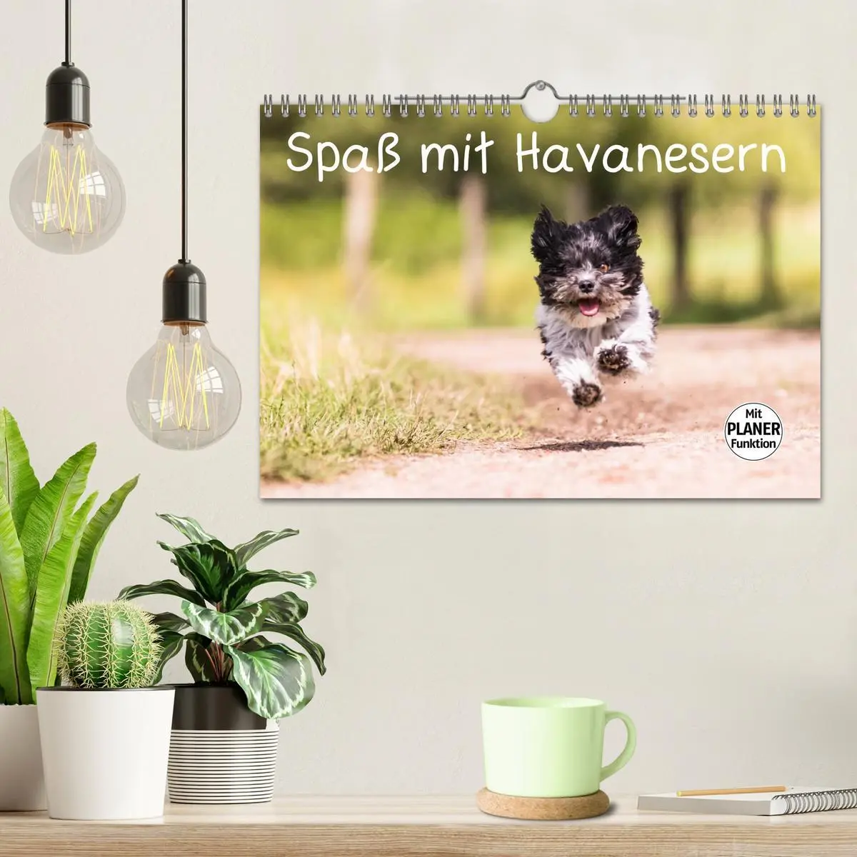 Bild: 9783516014570 | Spaß mit Havanesern (Wandkalender 2026 DIN A4 quer), CALVENDO...