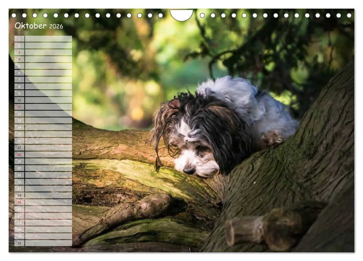 Bild: 9783516014570 | Spaß mit Havanesern (Wandkalender 2026 DIN A4 quer), CALVENDO...