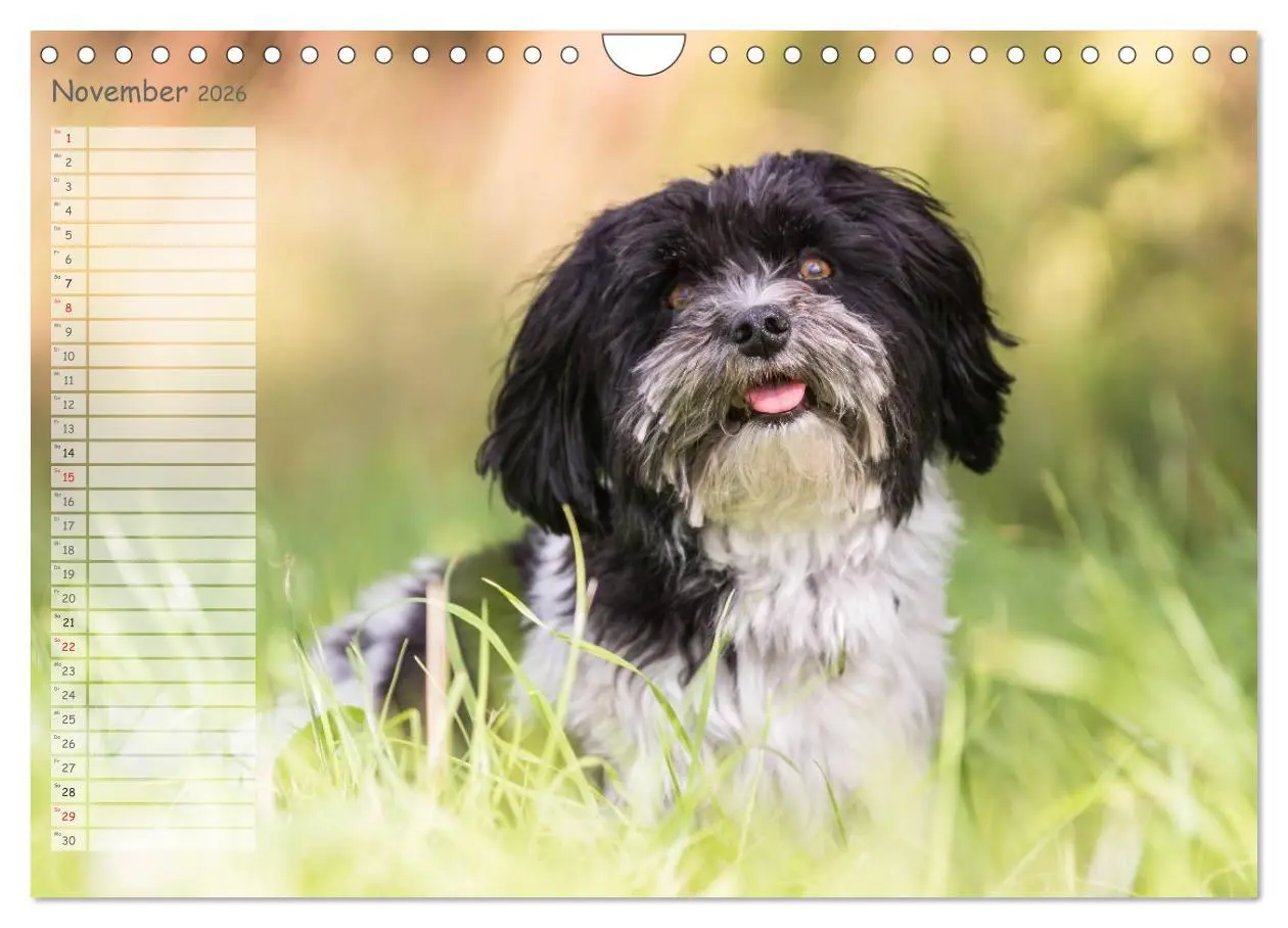 Bild: 9783516014570 | Spaß mit Havanesern (Wandkalender 2026 DIN A4 quer), CALVENDO...