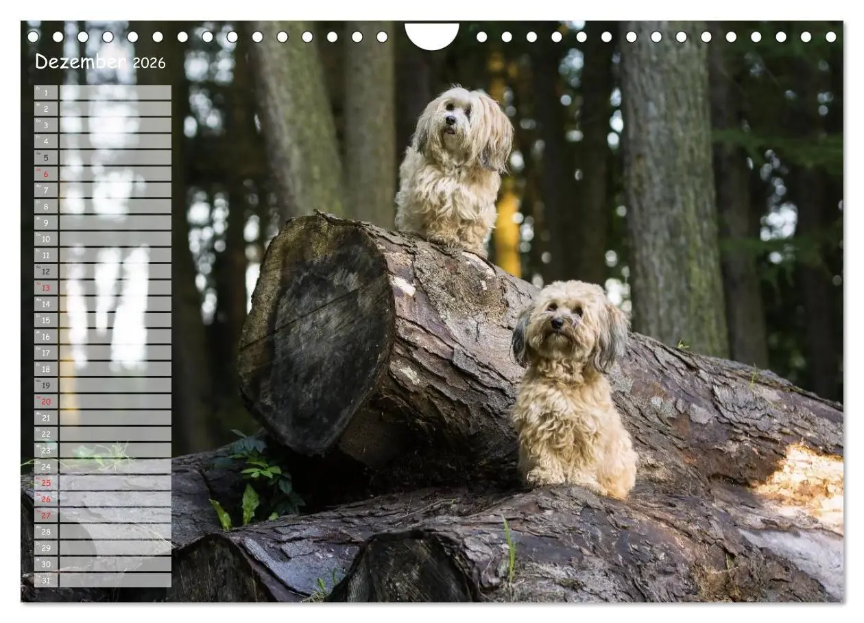 Bild: 9783516014570 | Spaß mit Havanesern (Wandkalender 2026 DIN A4 quer), CALVENDO...
