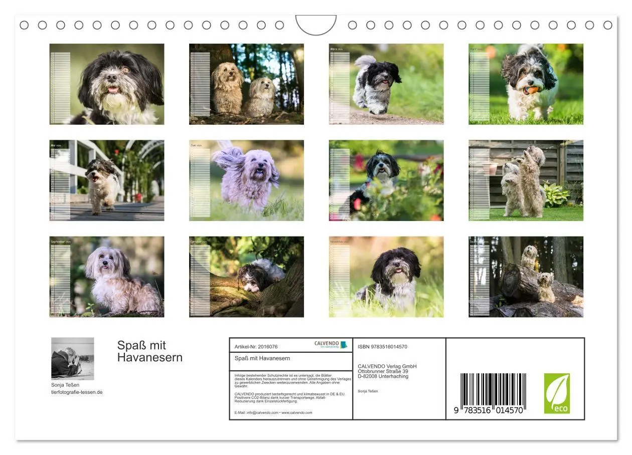 Bild: 9783516014570 | Spaß mit Havanesern (Wandkalender 2026 DIN A4 quer), CALVENDO...