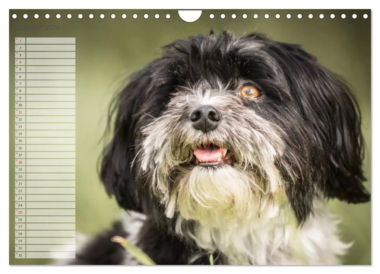 Bild: 9783516014570 | Spaß mit Havanesern (Wandkalender 2026 DIN A4 quer), CALVENDO...