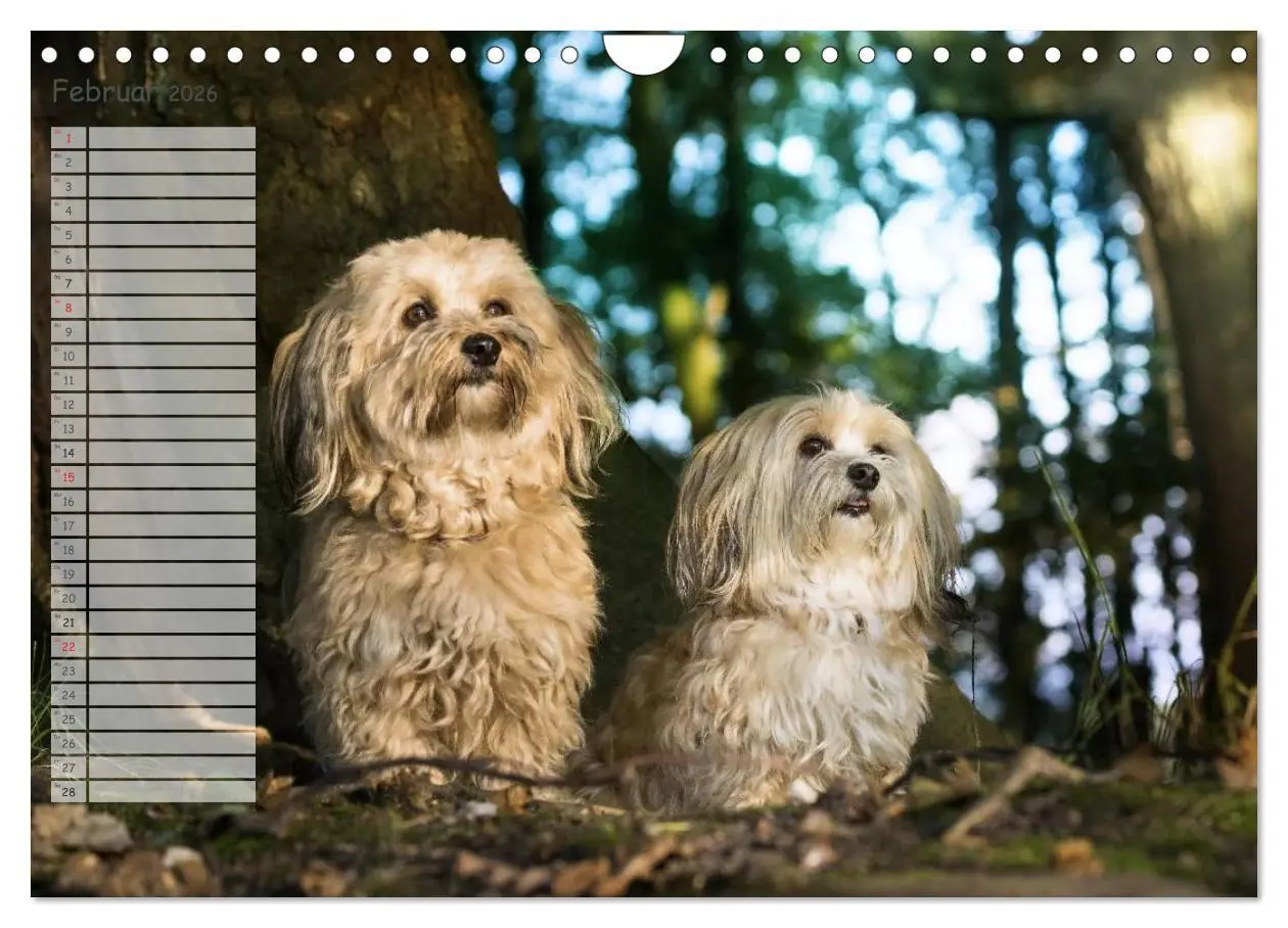 Bild: 9783516014570 | Spaß mit Havanesern (Wandkalender 2026 DIN A4 quer), CALVENDO...