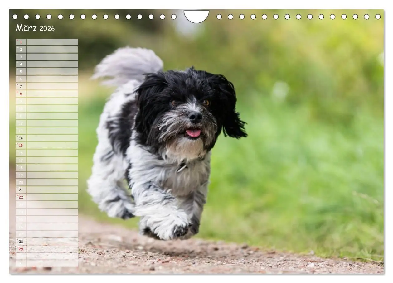 Bild: 9783516014570 | Spaß mit Havanesern (Wandkalender 2026 DIN A4 quer), CALVENDO...