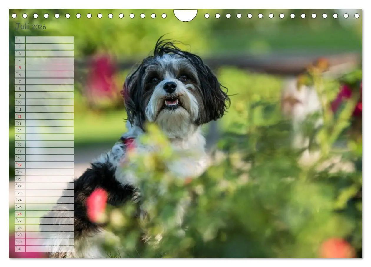 Bild: 9783516014570 | Spaß mit Havanesern (Wandkalender 2026 DIN A4 quer), CALVENDO...