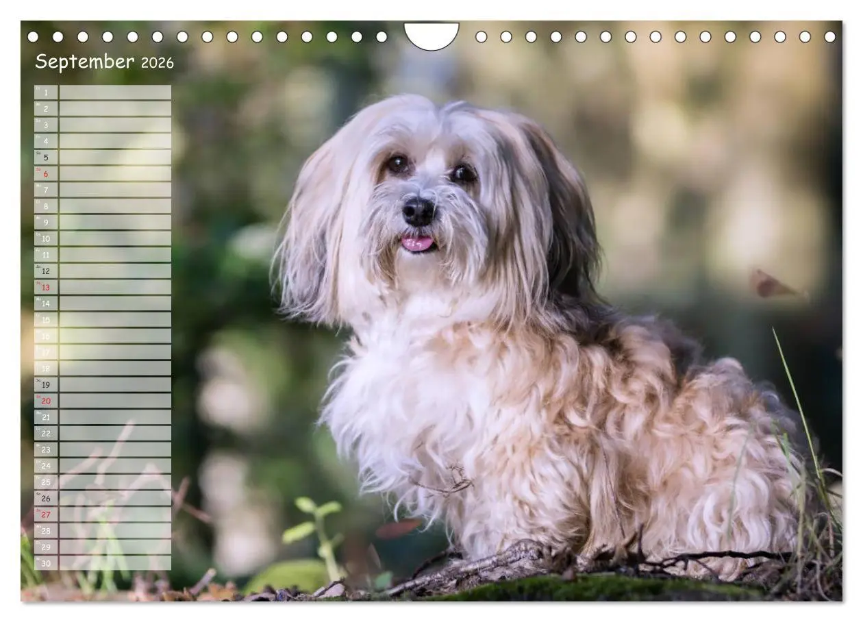 Bild: 9783516014570 | Spaß mit Havanesern (Wandkalender 2026 DIN A4 quer), CALVENDO...