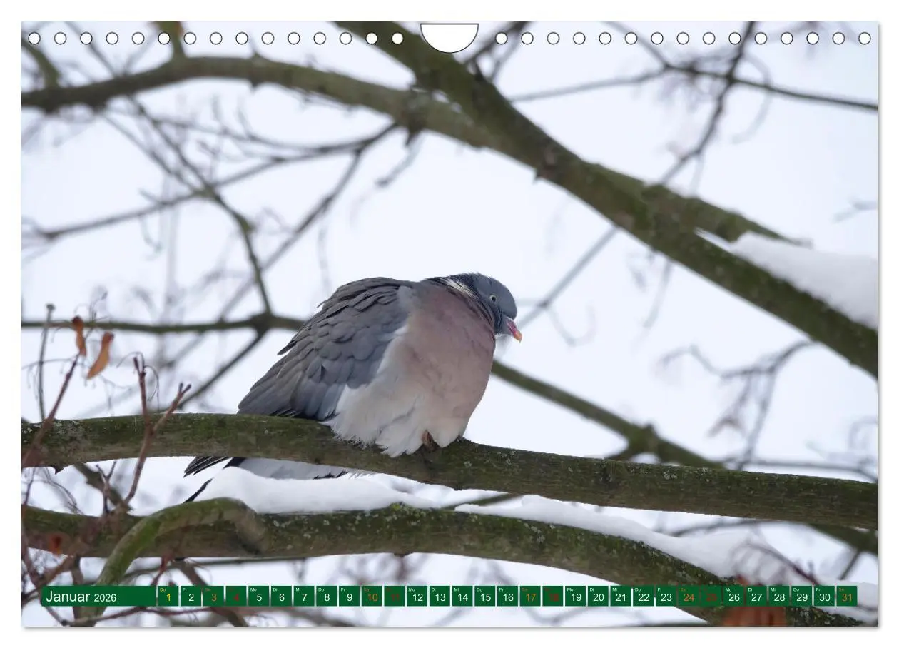 Bild: 9783457914670 | Ringeltauben (Wandkalender 2026 DIN A4 quer), CALVENDO Monatskalender