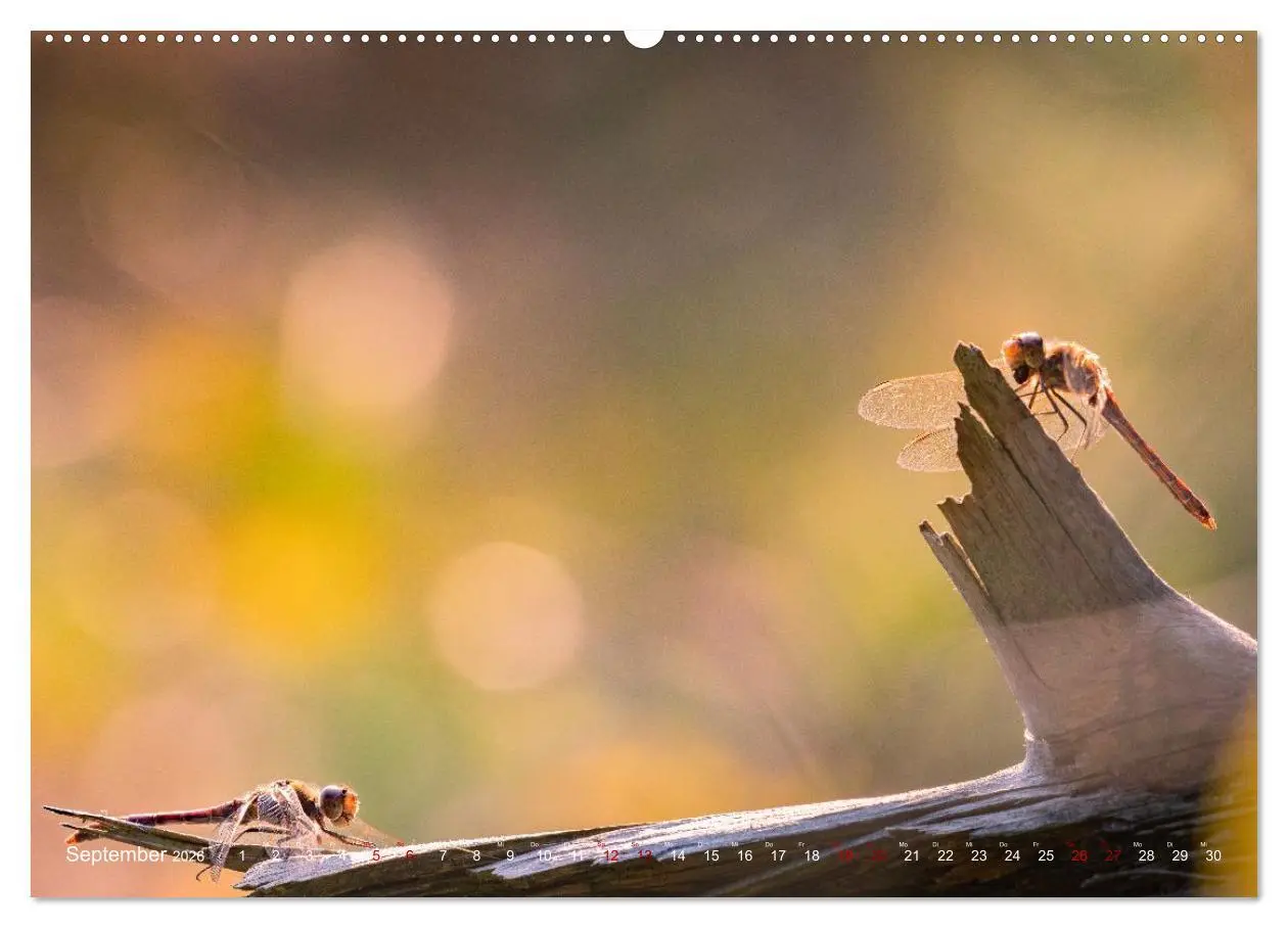 Bild: 9783516234770 | Naturwunder Libellen (Wandkalender 2026 DIN A2 quer), CALVENDO...
