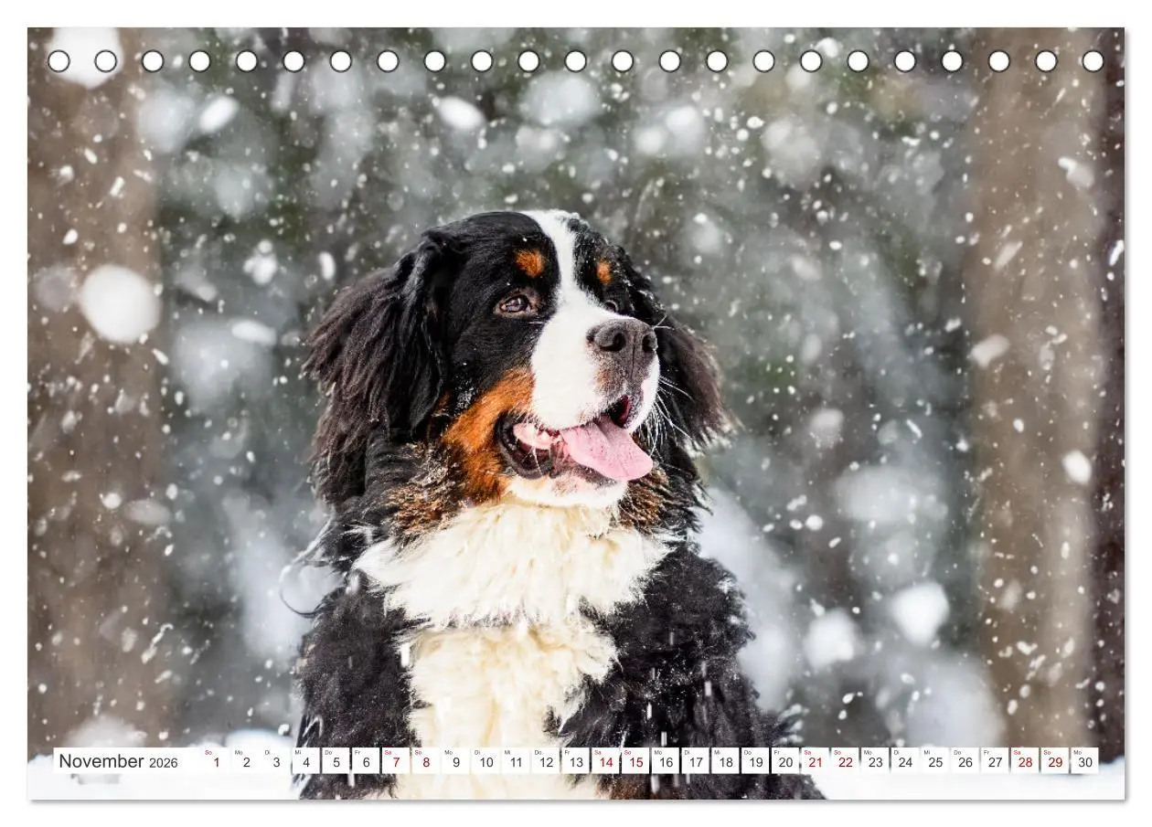 Bild: 9783457514870 | Berner Sennenhunde - Traumhunde mit Charme (Tischkalender 2026 DIN...
