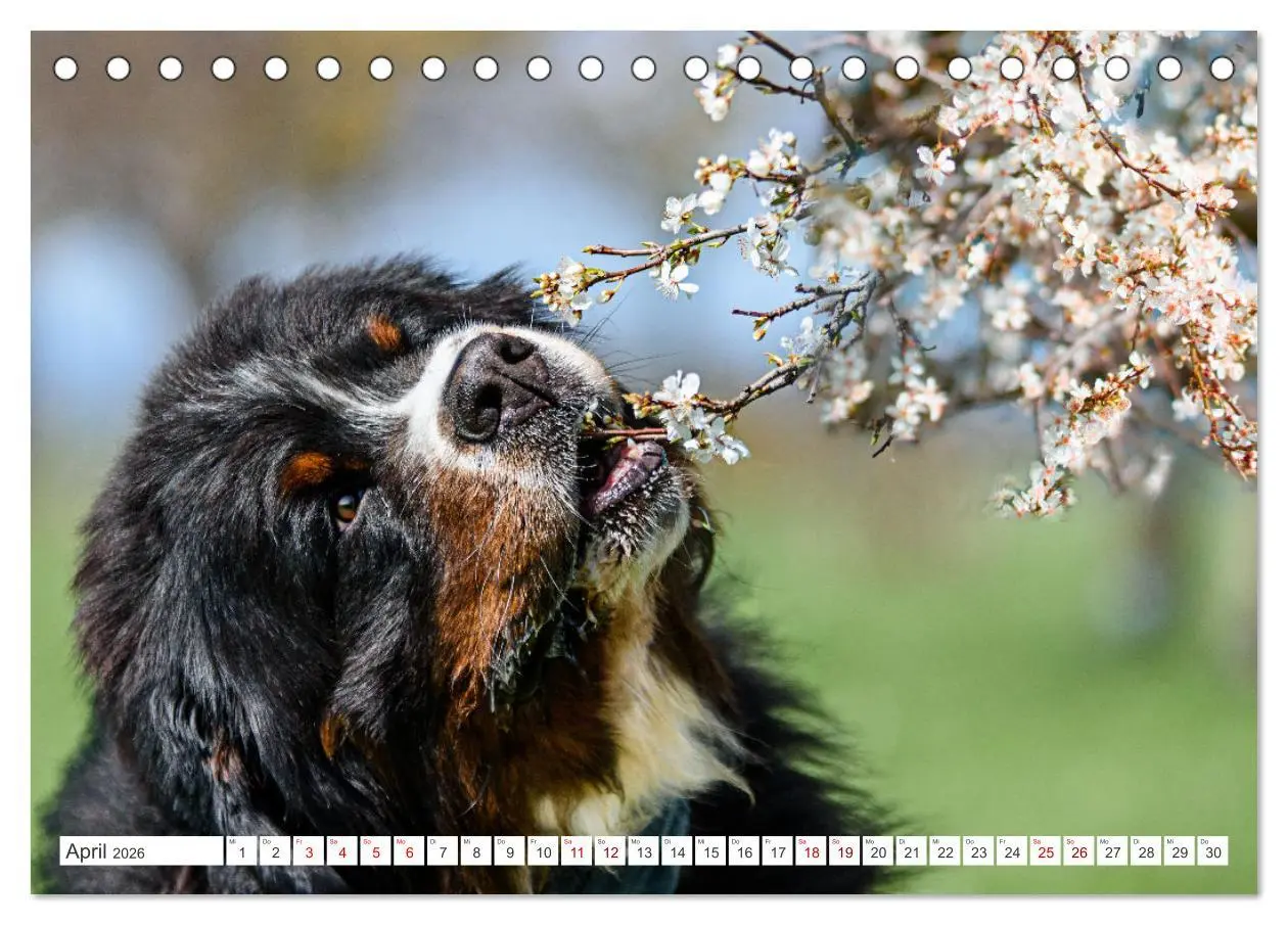 Bild: 9783457514870 | Berner Sennenhunde - Traumhunde mit Charme (Tischkalender 2026 DIN...