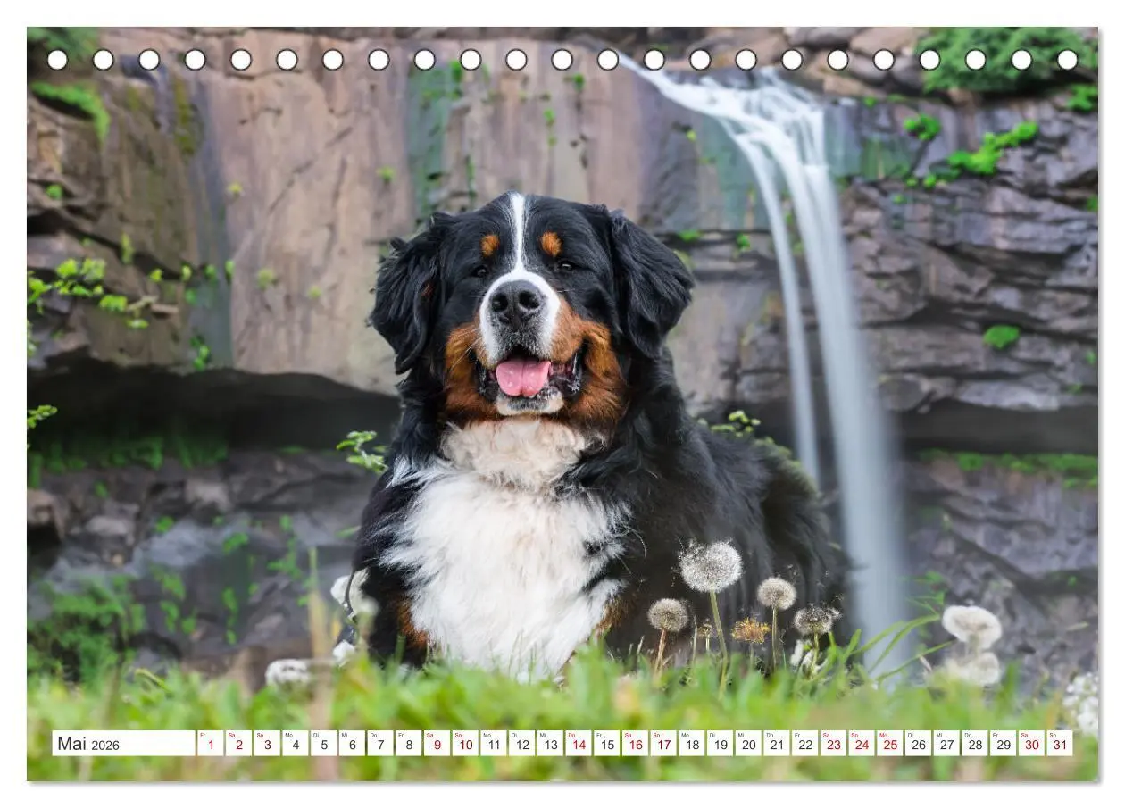 Bild: 9783457514870 | Berner Sennenhunde - Traumhunde mit Charme (Tischkalender 2026 DIN...