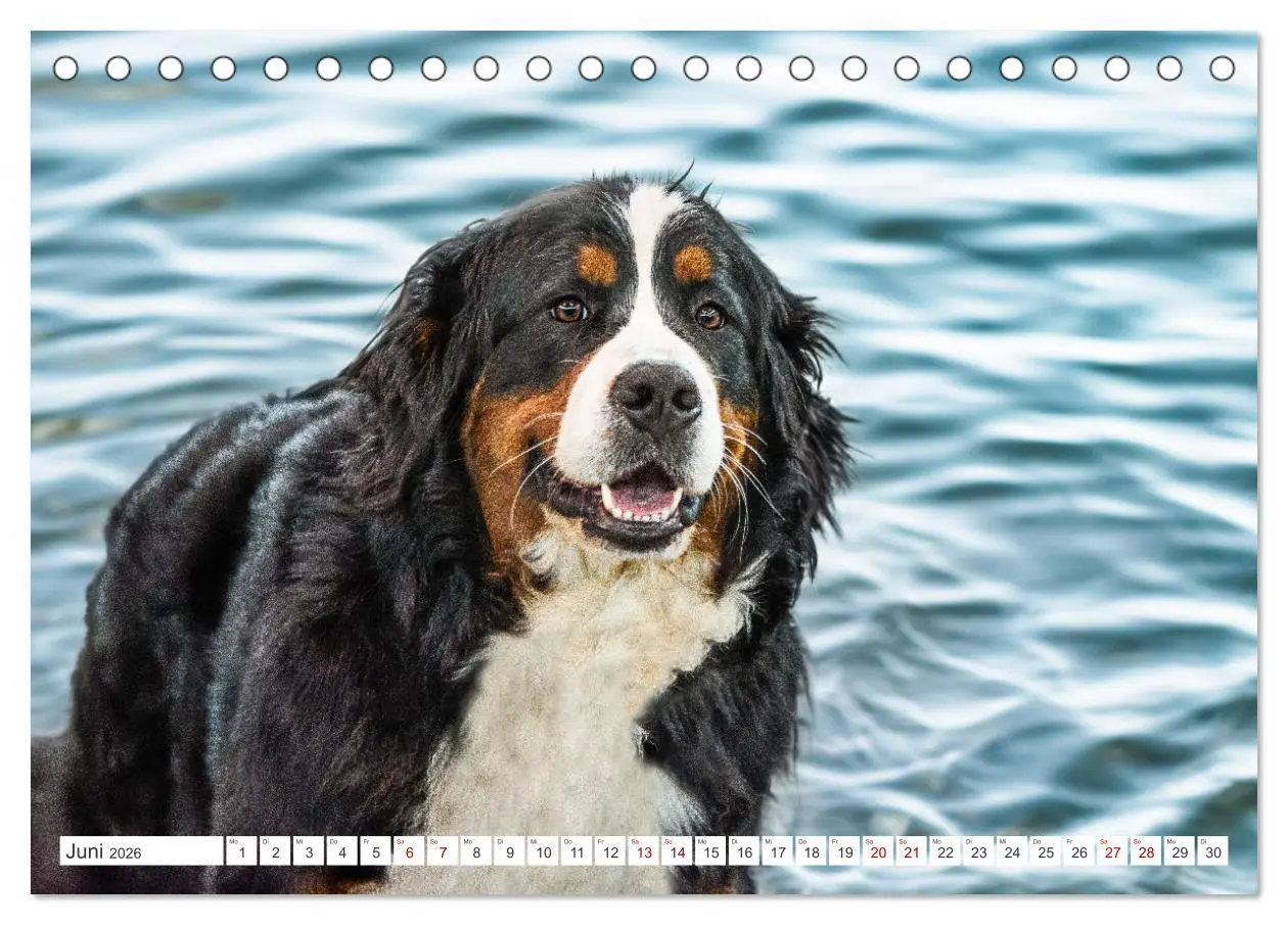 Bild: 9783457514870 | Berner Sennenhunde - Traumhunde mit Charme (Tischkalender 2026 DIN...