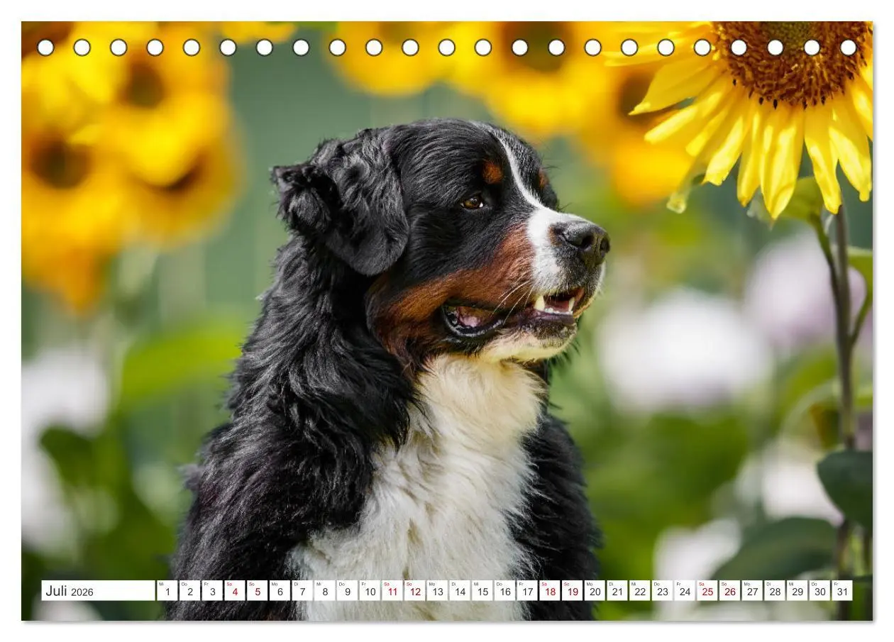 Bild: 9783457514870 | Berner Sennenhunde - Traumhunde mit Charme (Tischkalender 2026 DIN...