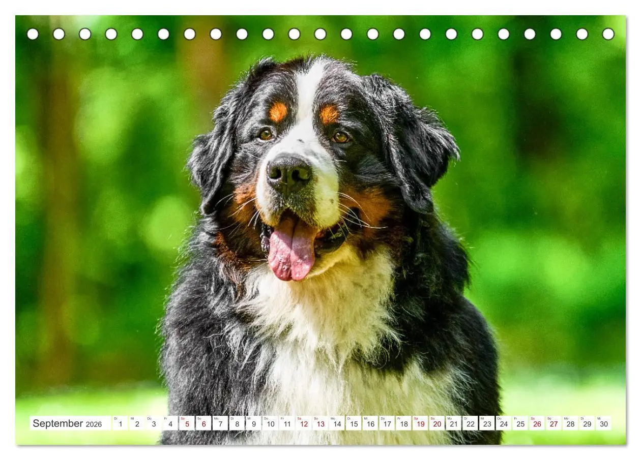 Bild: 9783457514870 | Berner Sennenhunde - Traumhunde mit Charme (Tischkalender 2026 DIN...