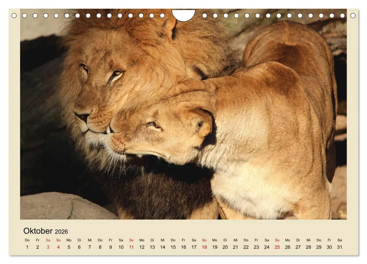 Bild: 9783516224870 | Löwen im Tierpark Hagenbeck (Wandkalender 2026 DIN A4 quer),...