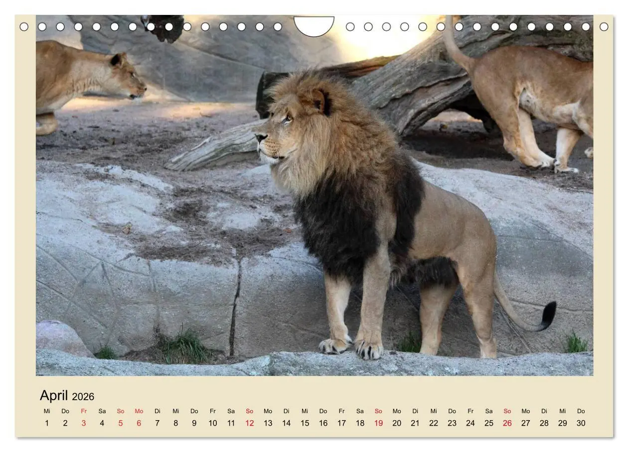 Bild: 9783516224870 | Löwen im Tierpark Hagenbeck (Wandkalender 2026 DIN A4 quer),...