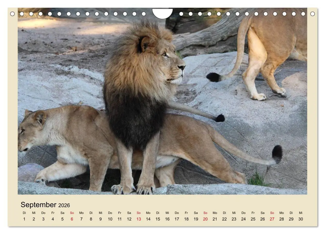 Bild: 9783516224870 | Löwen im Tierpark Hagenbeck (Wandkalender 2026 DIN A4 quer),...