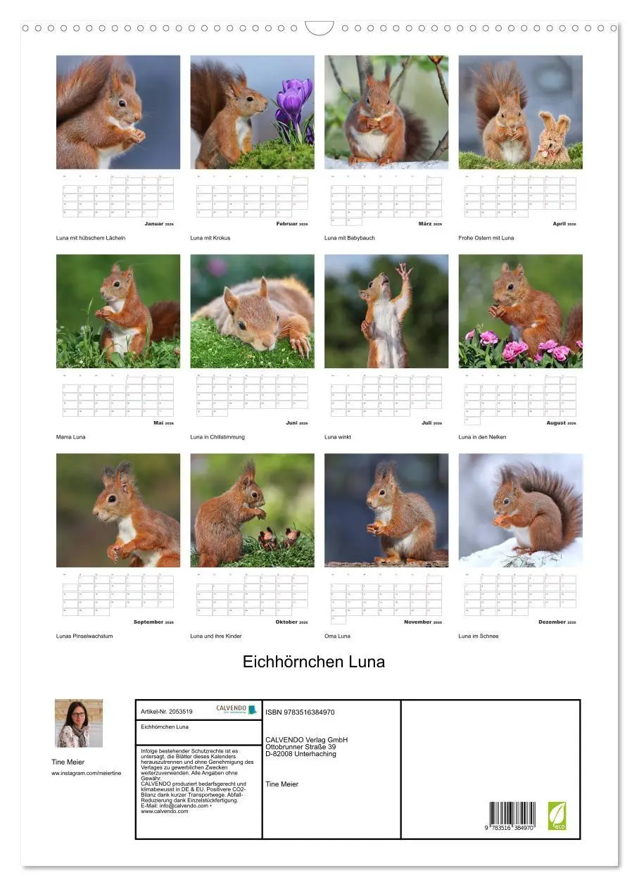 Bild: 9783516384970 | Eichhörnchen Luna (Wandkalender 2026 DIN A2 hoch), CALVENDO...
