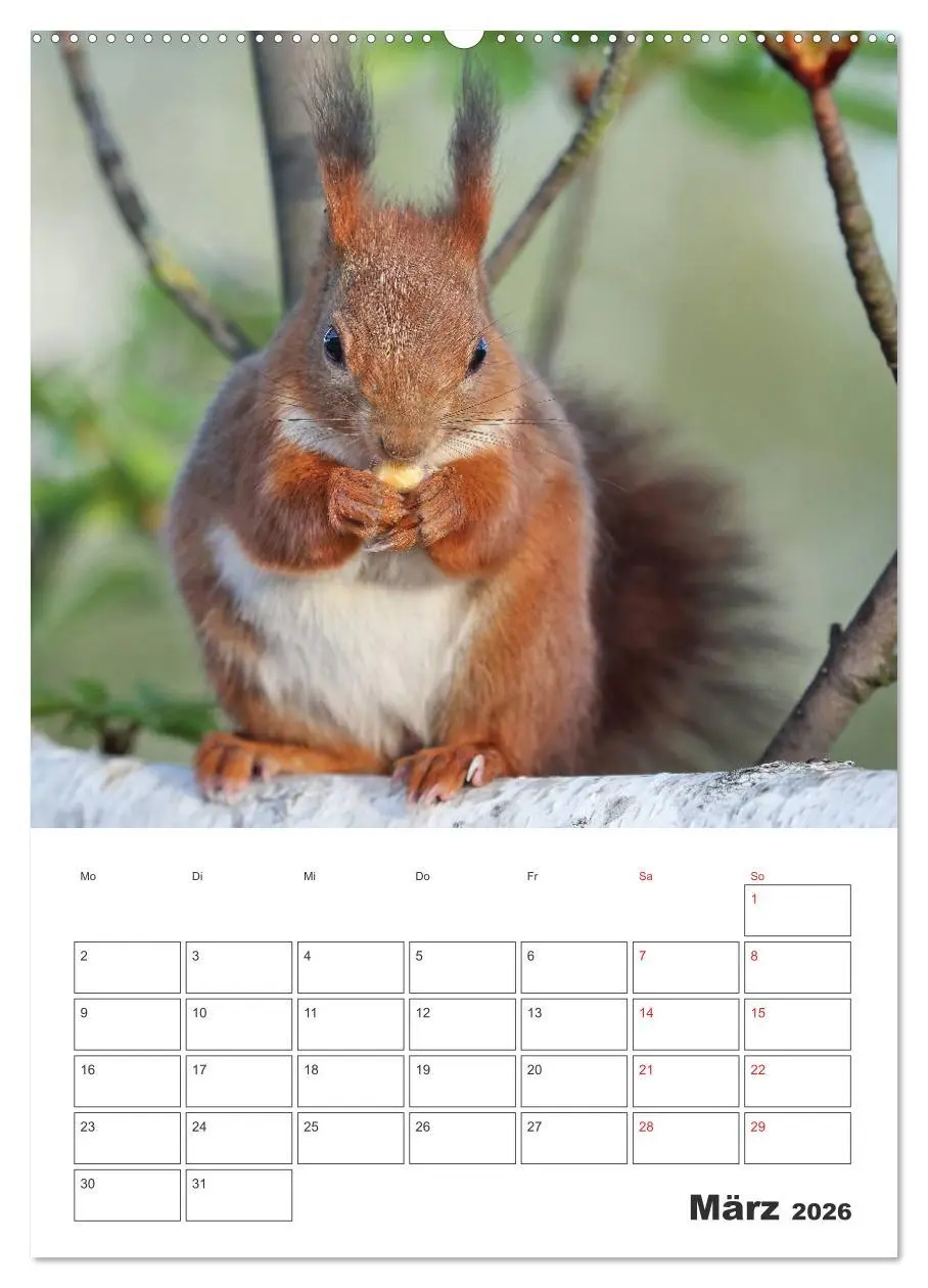 Bild: 9783516384970 | Eichhörnchen Luna (Wandkalender 2026 DIN A2 hoch), CALVENDO...