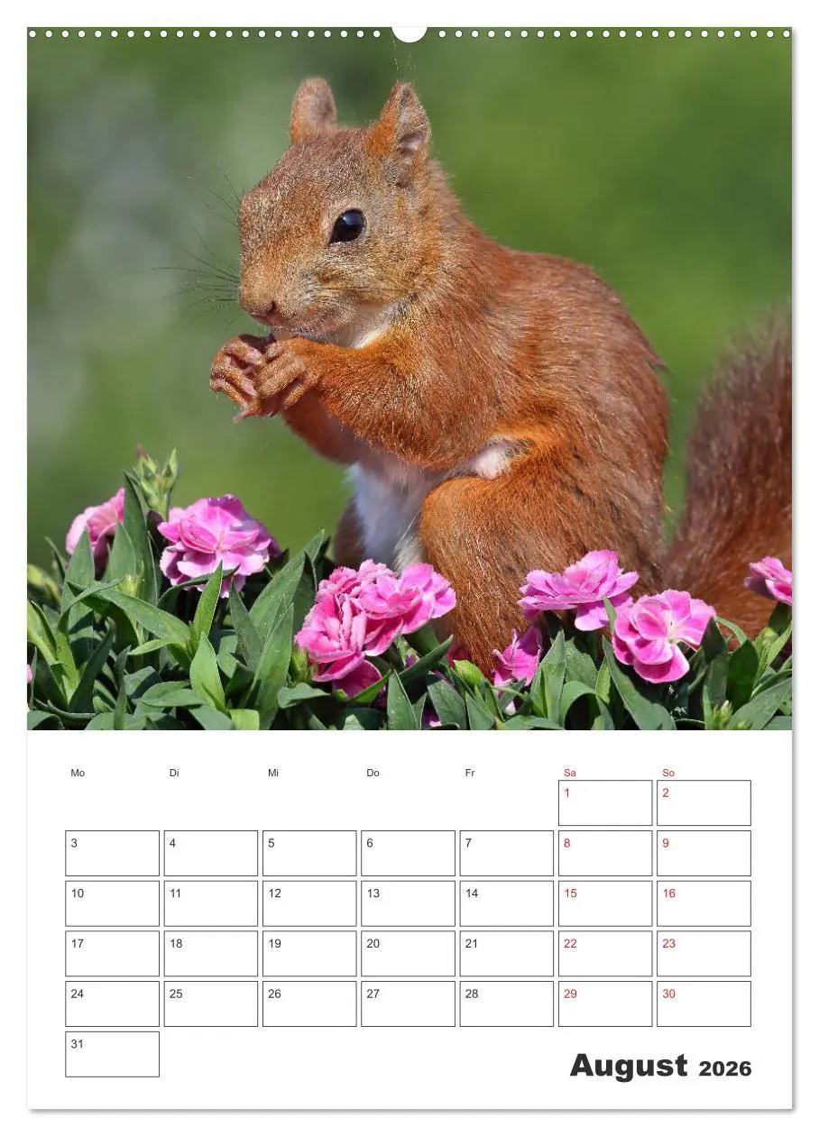 Bild: 9783516384970 | Eichhörnchen Luna (Wandkalender 2026 DIN A2 hoch), CALVENDO...