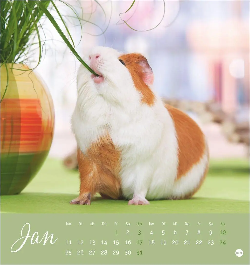 Bild: 9783756414970 | Kuschelige Meerschweinchen Postkartenkalender 2027 | Oliver Giel