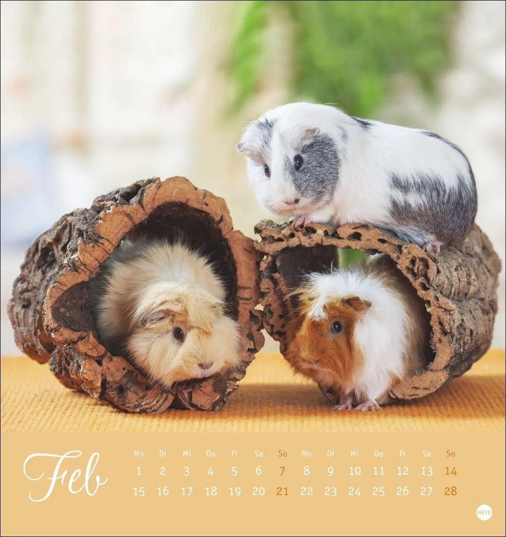 Bild: 9783756414970 | Kuschelige Meerschweinchen Postkartenkalender 2027 | Oliver Giel