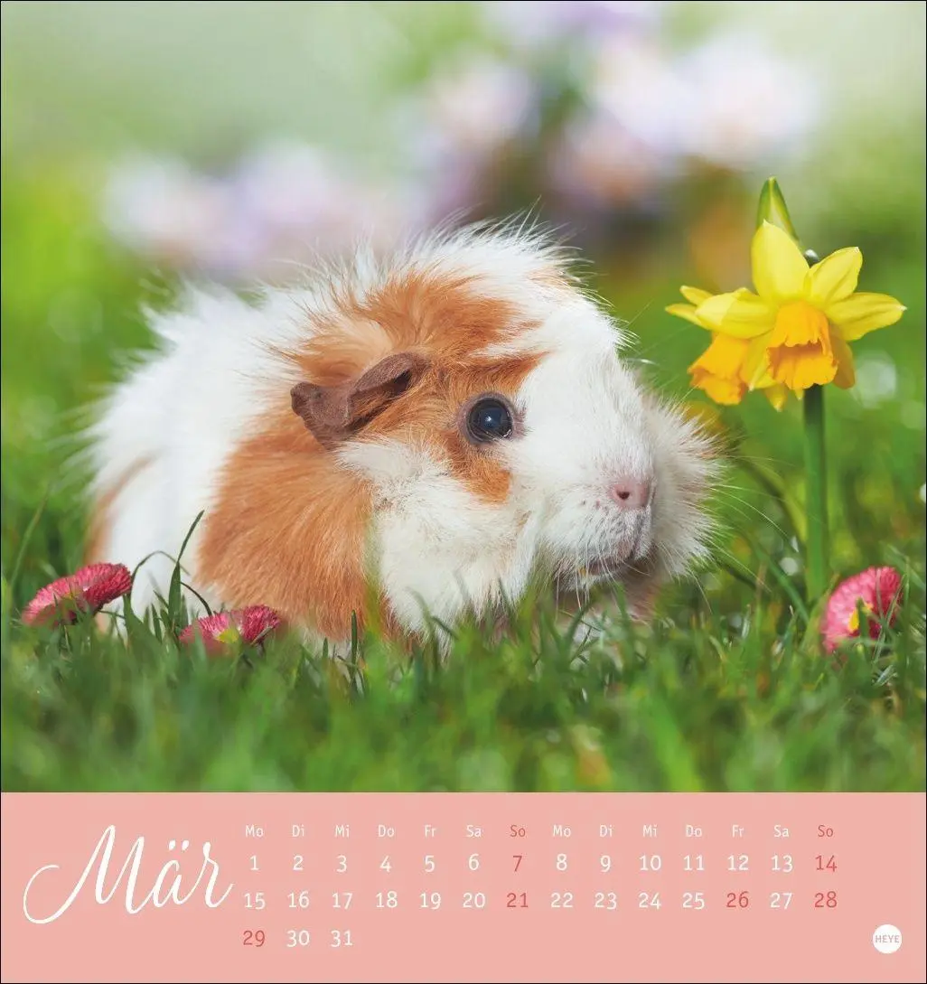 Bild: 9783756414970 | Kuschelige Meerschweinchen Postkartenkalender 2027 | Oliver Giel