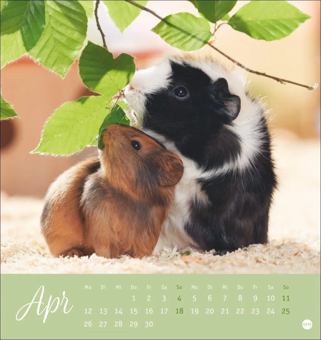Bild: 9783756414970 | Kuschelige Meerschweinchen Postkartenkalender 2027 | Oliver Giel