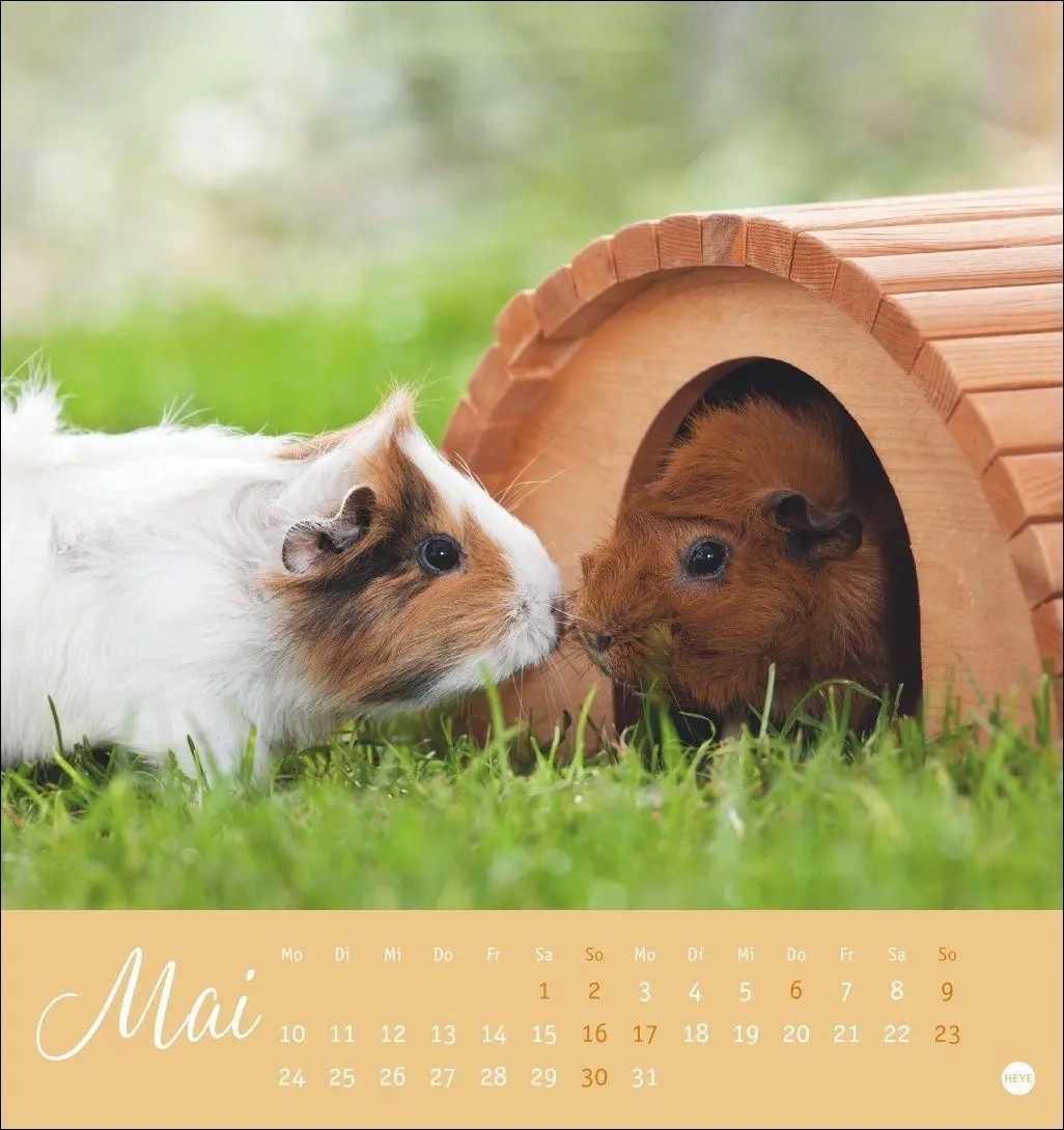 Bild: 9783756414970 | Kuschelige Meerschweinchen Postkartenkalender 2027 | Oliver Giel