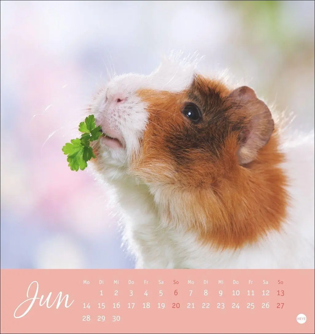 Bild: 9783756414970 | Kuschelige Meerschweinchen Postkartenkalender 2027 | Oliver Giel