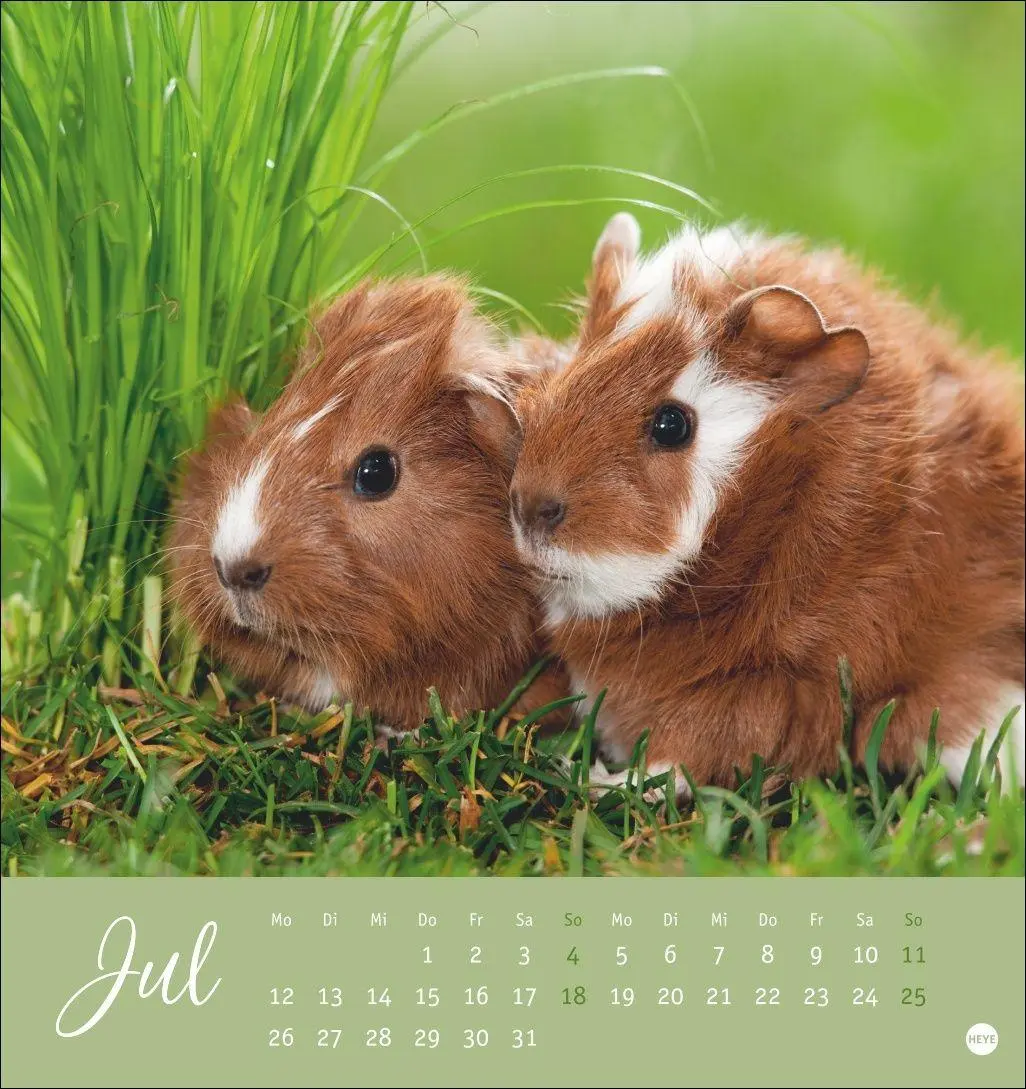 Bild: 9783756414970 | Kuschelige Meerschweinchen Postkartenkalender 2027 | Oliver Giel