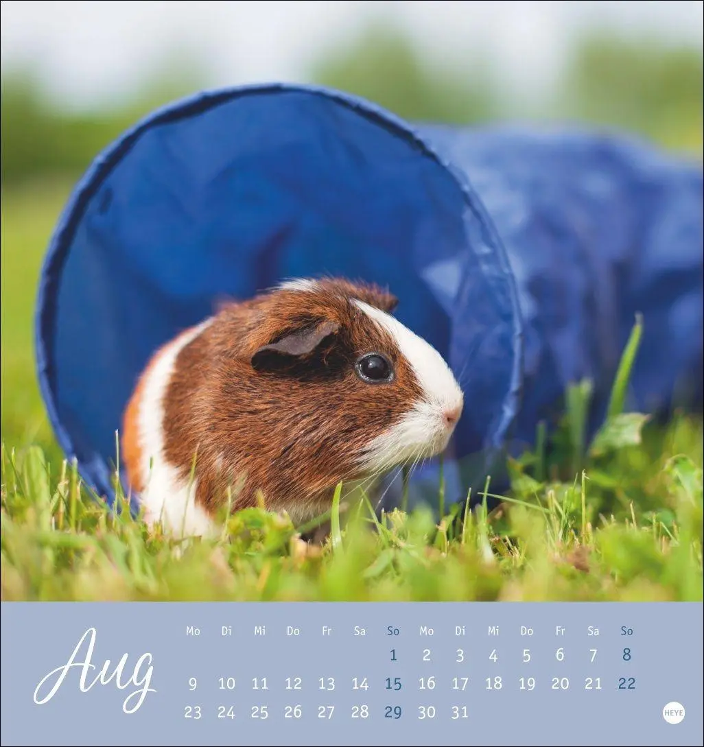 Bild: 9783756414970 | Kuschelige Meerschweinchen Postkartenkalender 2027 | Oliver Giel