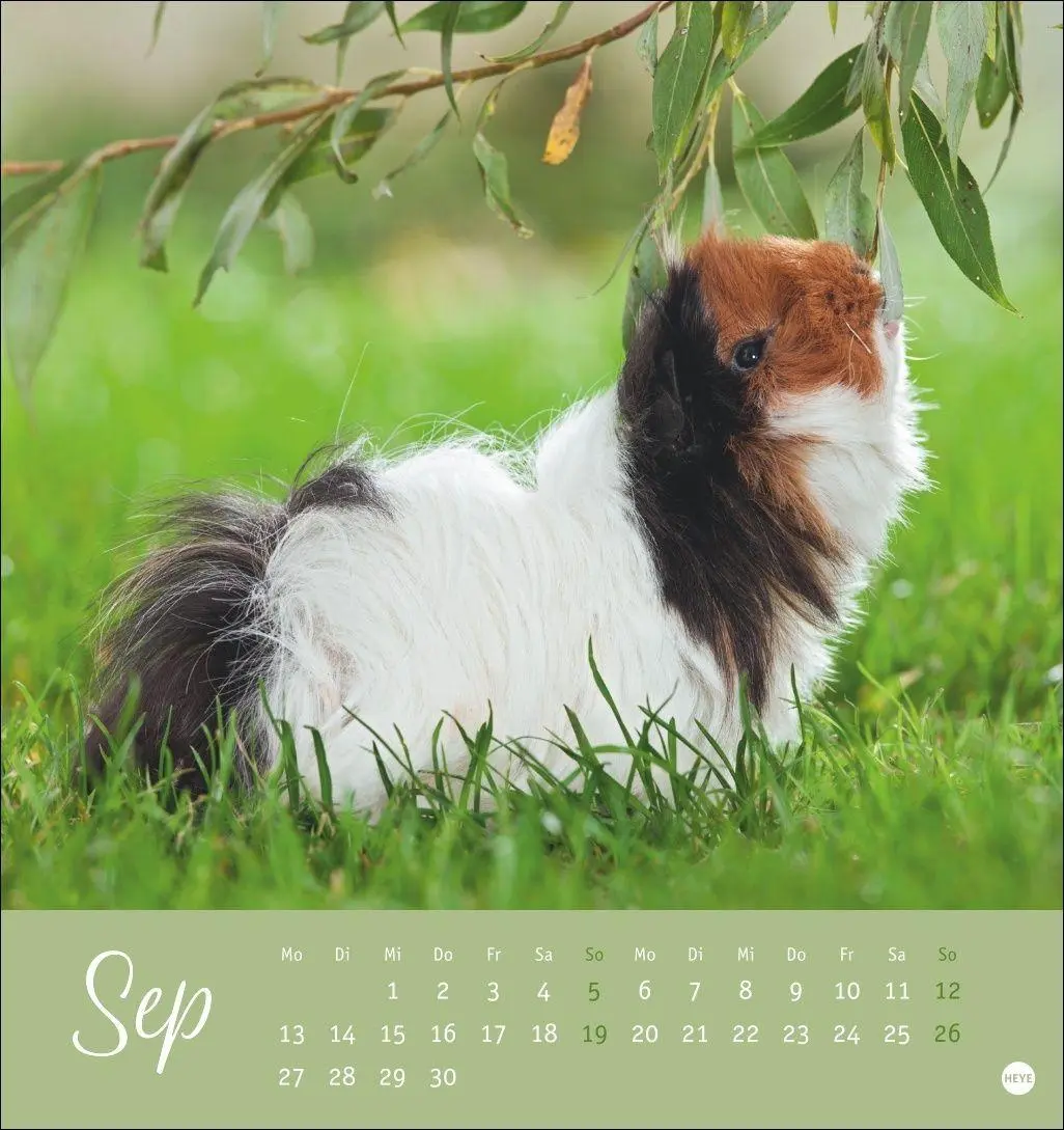 Bild: 9783756414970 | Kuschelige Meerschweinchen Postkartenkalender 2027 | Oliver Giel