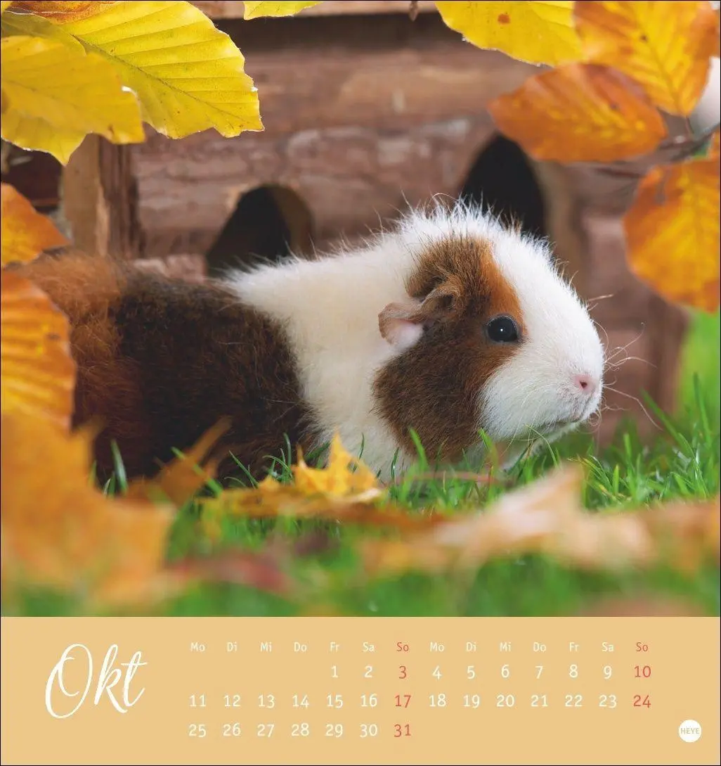 Bild: 9783756414970 | Kuschelige Meerschweinchen Postkartenkalender 2027 | Oliver Giel