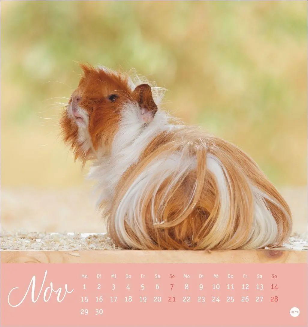 Bild: 9783756414970 | Kuschelige Meerschweinchen Postkartenkalender 2027 | Oliver Giel