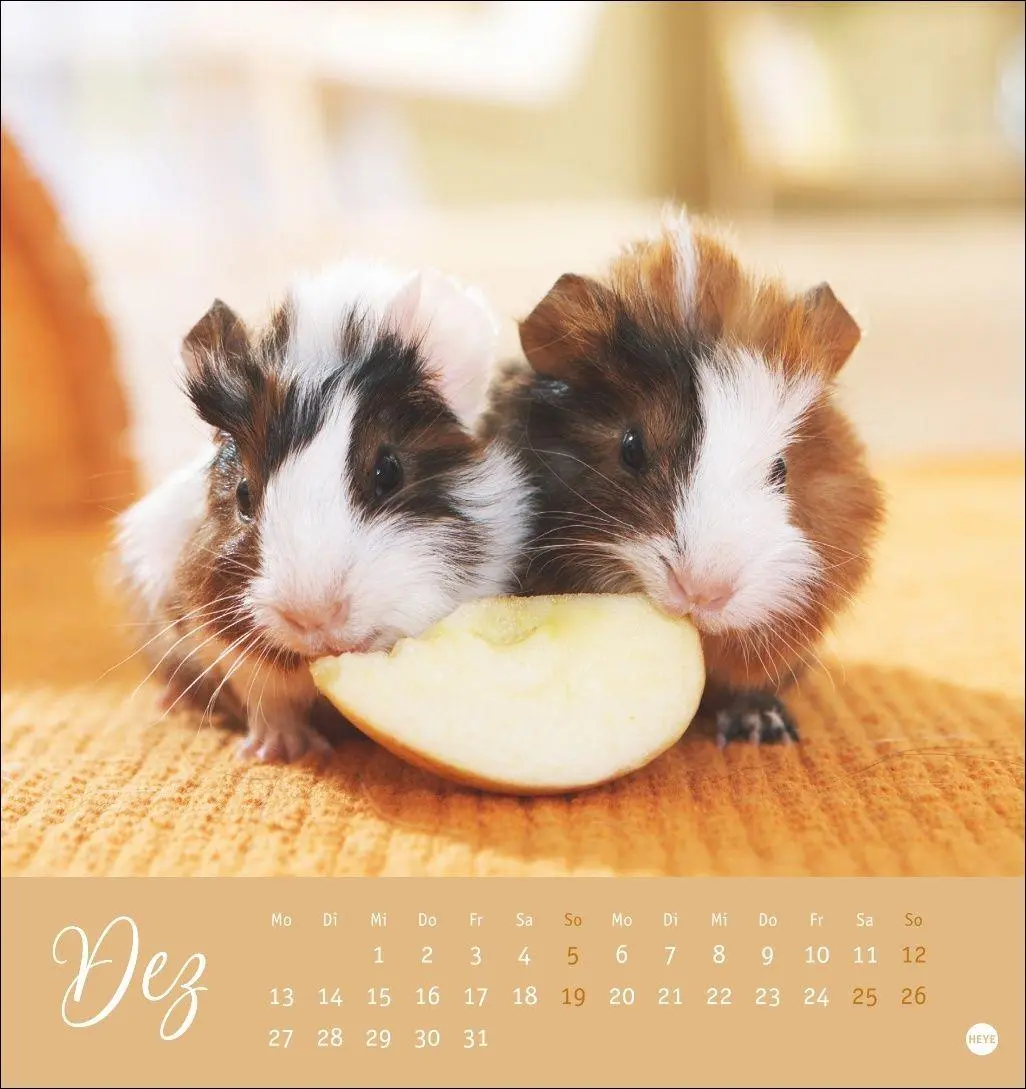 Bild: 9783756414970 | Kuschelige Meerschweinchen Postkartenkalender 2027 | Oliver Giel