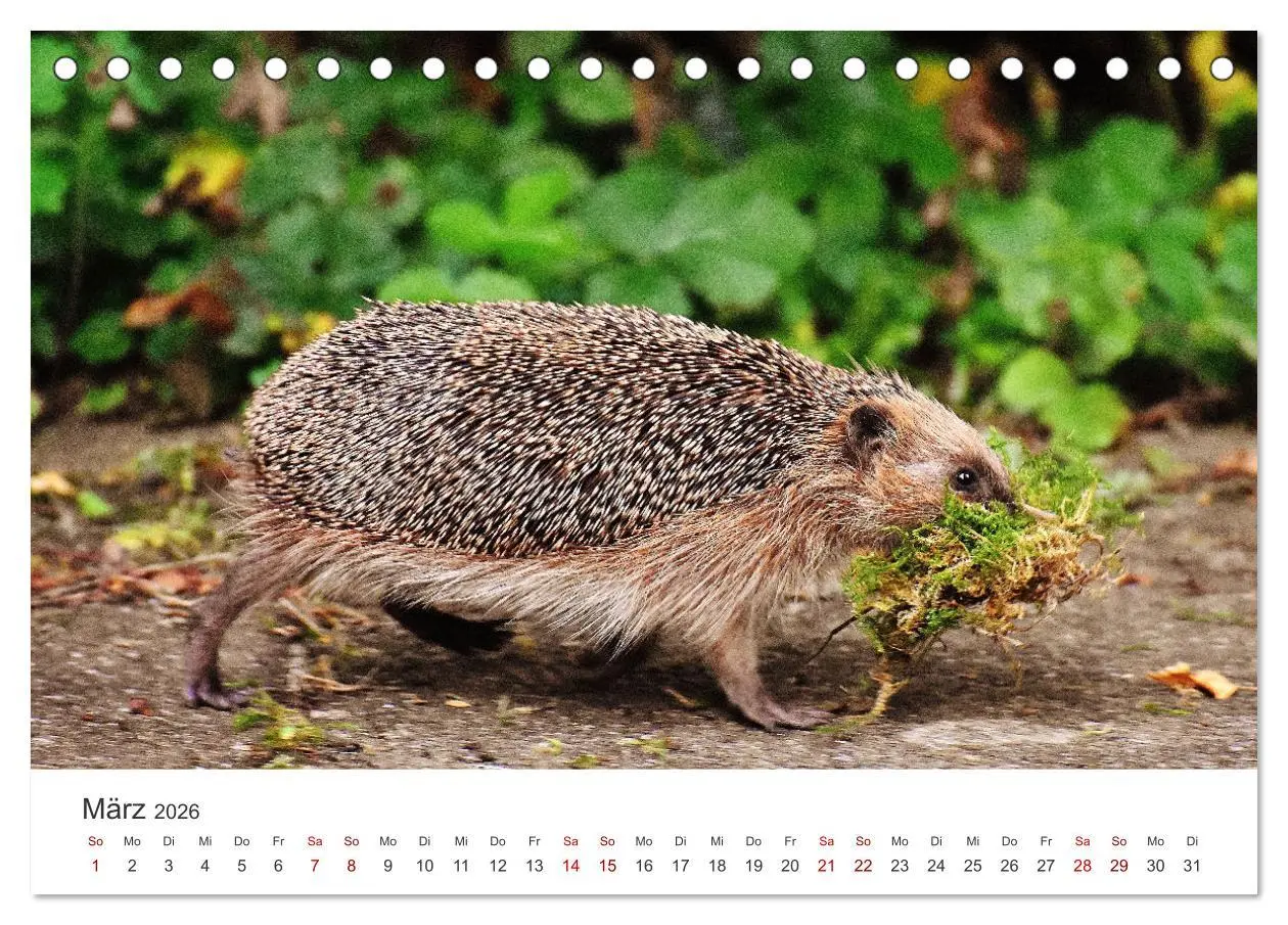 Bild: 9783457565070 | Igel - Niedliche kleine Stachelritter (Tischkalender 2026 DIN A5...