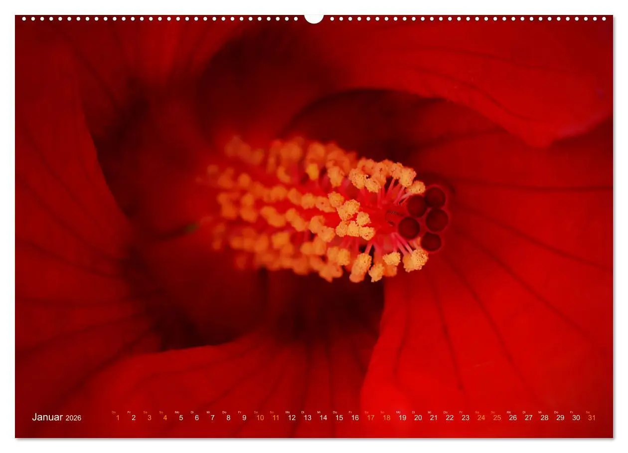 Bild: 9783457635070 | DEEP INSIDE - Blütenmakros (Wandkalender 2026 DIN A2 quer),...