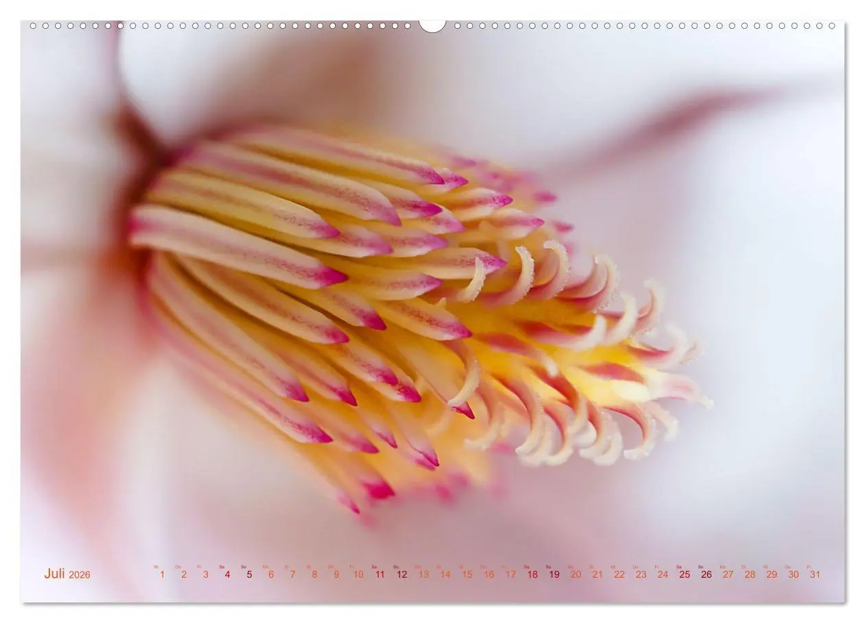 Bild: 9783457635070 | DEEP INSIDE - Blütenmakros (Wandkalender 2026 DIN A2 quer),...