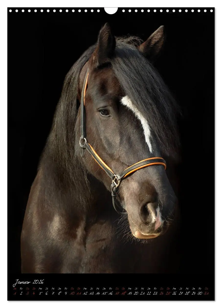 Bild: 9783516415070 | StudioArt Pferderassen im Porträt (Wandkalender 2026 DIN A3 hoch),...