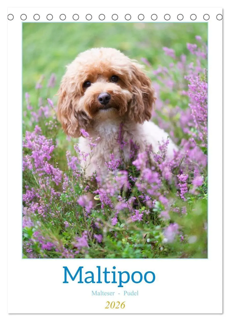 Cover: 9783516655070 | Maltipoo - Malteser - Pudel 2026 (Tischkalender 2026 DIN A5 hoch),...